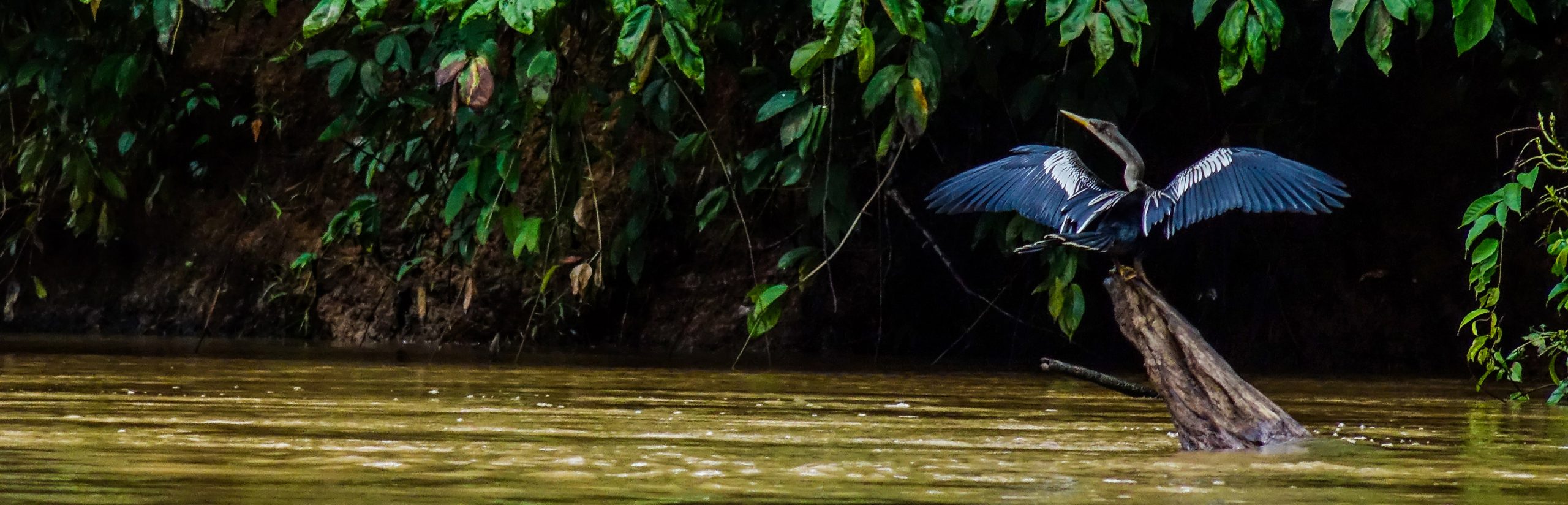 Bird Watching in Costa Rica