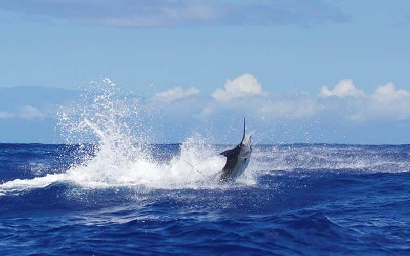 Guía para vacaciones de pesca en Costa Rica