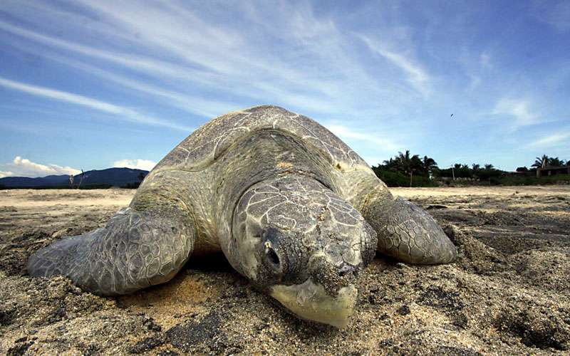 Turtlewatching Costa Rica