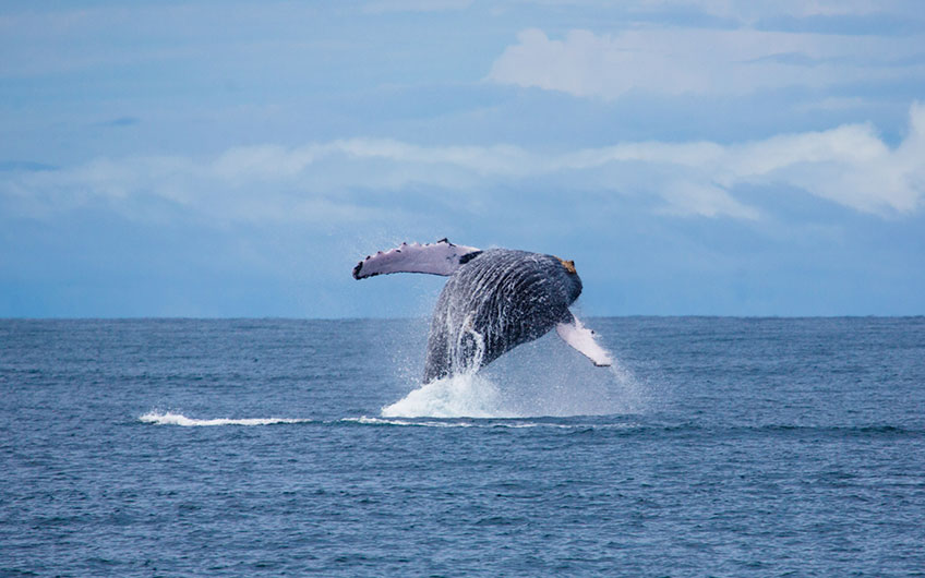 A spectacular humpback whale jumps out of the sea, displaying itself before the fascinated gaze of tourists in Corcovado.