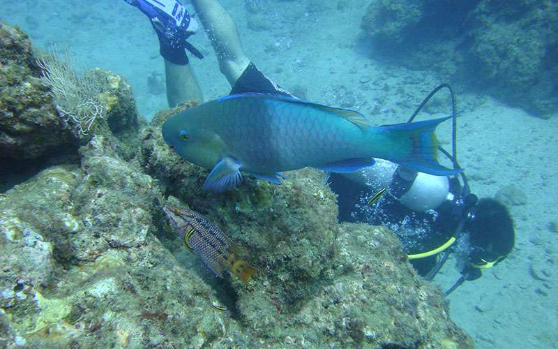 Isla del Caño, Costa Rica, Scuba Diving