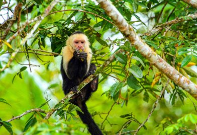 Manuel Antonio National Park