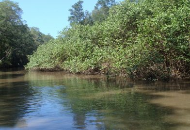 Boat Ride Through Jungle River