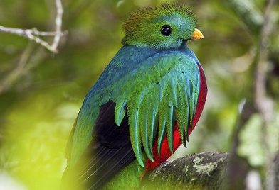 Walking Quetzal Tour