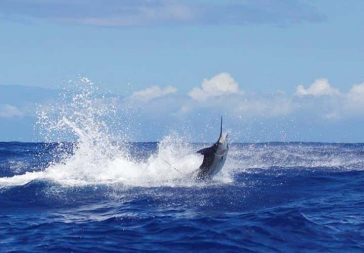 Guía para vacaciones de pesca en Costa Rica