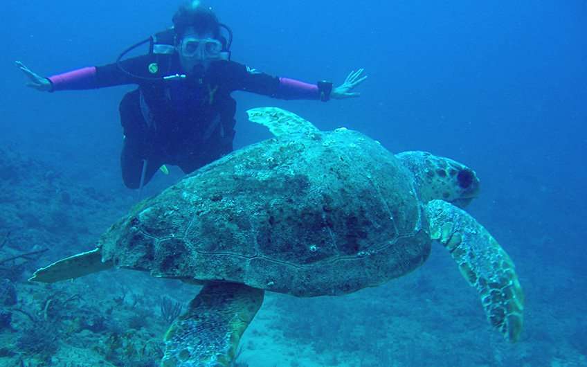 Scuba diving and snorkeling in Guanacaste Costa Rica allows us to see the abundant wildlife of the Pacific Ocean. In the picture a sea turtle swimming around.