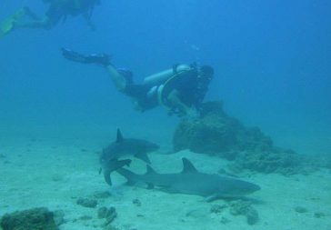 Buceo en Costa Rica