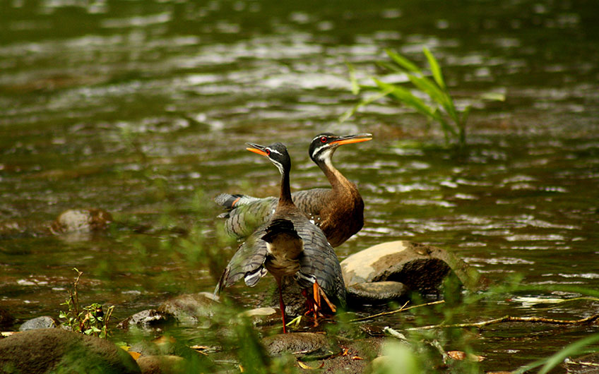 Sarapiquí Costa Rica Travel Guide: Birdwatching tour in Tirimbina: Eurypyga helias