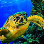 Costa Rica: Buceo en el Golfo de Papagayo, Guanacaste