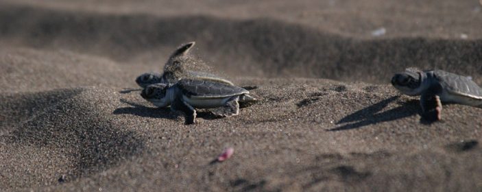 Costa Rica travel top destination: Tortuguero National Park & Canals