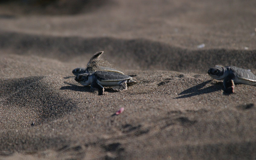 Nesting Turtles in Tortuguero Park and Canal 