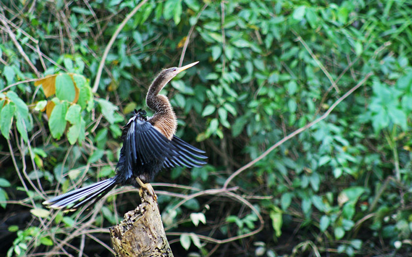 Anhinga Bird in Tortuguero Park and Canal 