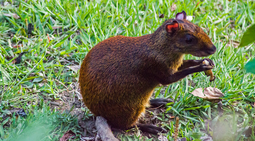 Costa Rica hotels: El Establo a great family-owned lodge in Monteverde Wildlife Guatusa