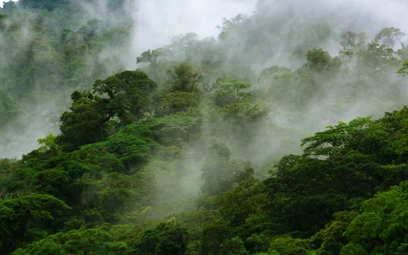 Monteverde Cloud Forest Reserve is an amazing natural place that has been named several times as one of the most beautiful forests of the world.