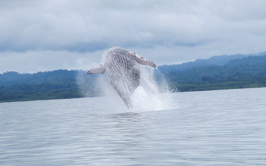 Whale watching