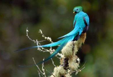 Costa Rica Birdwatching Tour 