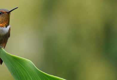 Costa Rica Birdwatching Tour 