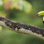 Tour de observación de aves en Costa Rica
