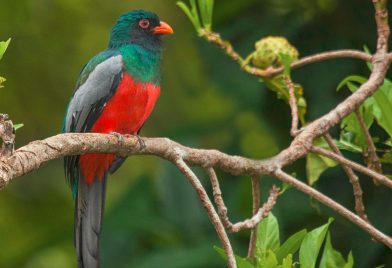 Costa Rica Birdwatching Tour 