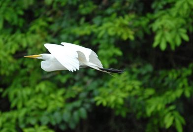 Caño Negro Wildlife Refuge