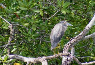 Tamarindo Mangrove & Estuary