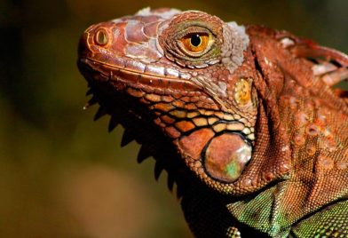 Green Iguana Project