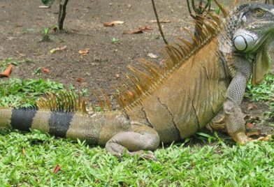 Green Iguana Project