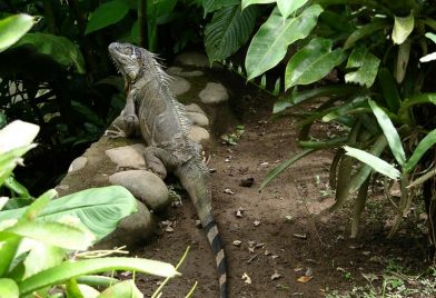 Green Iguana Project