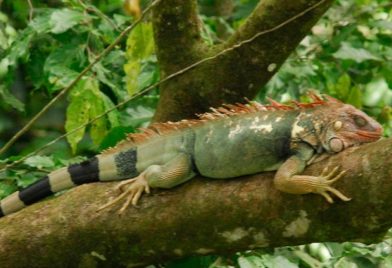 Green Iguana Project