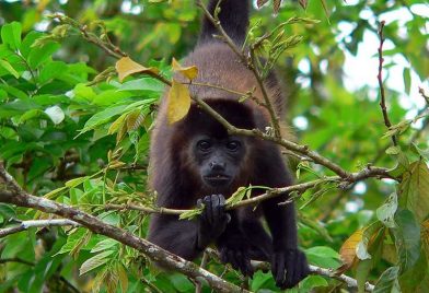 Cahuita And Puerto Vargas National Park