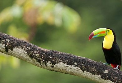 Hike In La Selva Biological