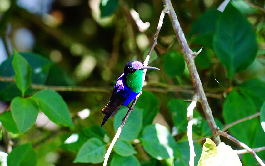 Costa Rica bird watching in Turrialba