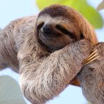 Complete guide on how & where to see Sloths in Costa Rica
