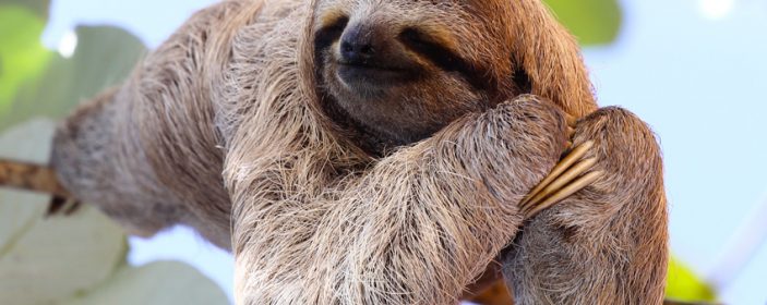 Complete guide on how & where to see Sloths in Costa Rica